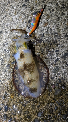 アオリイカの釣果