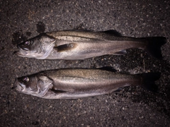 シーバスの釣果