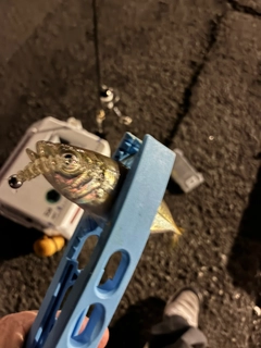 マアジの釣果