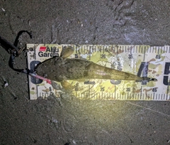 マゴチの釣果