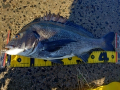 チヌの釣果