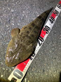マゴチの釣果