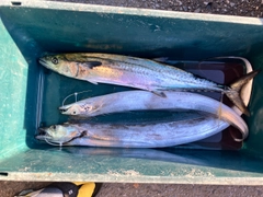 サワラの釣果