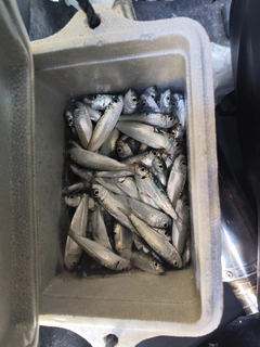 ミズンの釣果