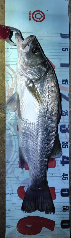 フッコ（ヒラスズキ）の釣果