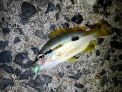 ヨコスジフエダイの釣果