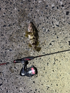 タケノコメバルの釣果