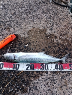 サゴシの釣果