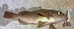 ガヤの釣果