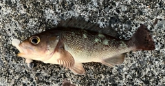 ガヤの釣果