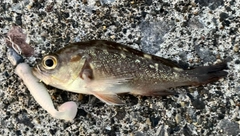 ガヤの釣果