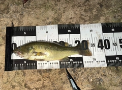ブラックバスの釣果