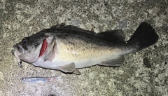 クロソイの釣果