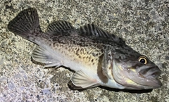 クロソイの釣果