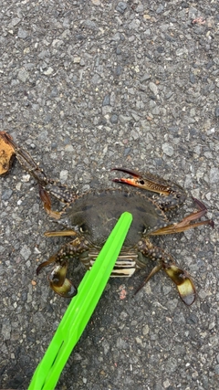 ワタリガニの釣果