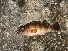メバルの釣果