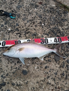 ネリゴの釣果