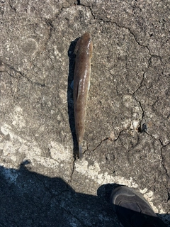 エソの釣果