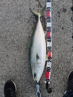 メジロの釣果
