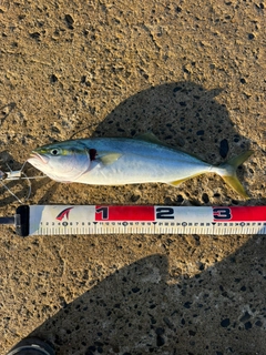 イナダの釣果