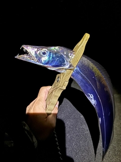 タチウオの釣果