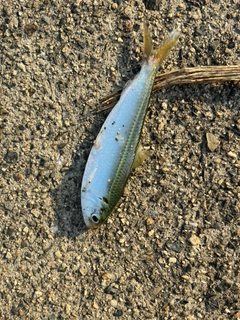 ママカリの釣果