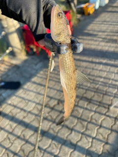エソの釣果