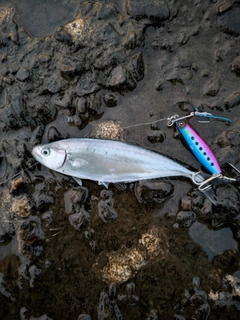 ミナミイケカツオの釣果