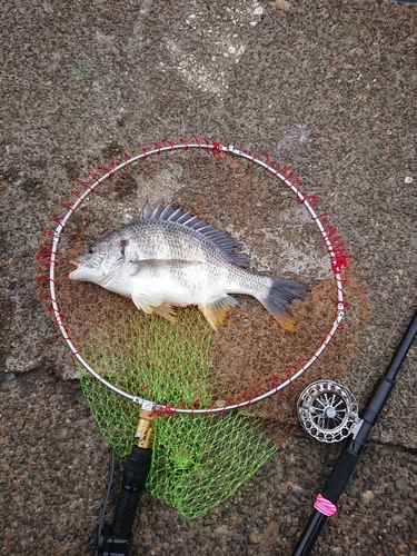 キチヌの釣果