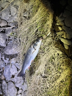 ウグイの釣果