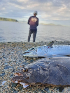 サゴシの釣果