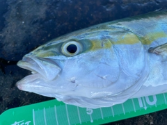 ワカシの釣果