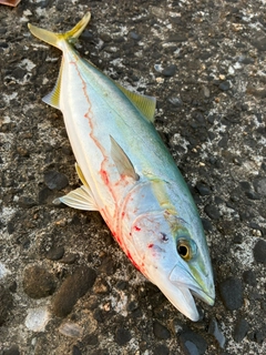 イナダの釣果