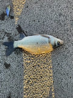 コイの釣果