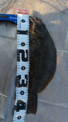 ヒラメの釣果