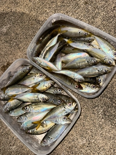 マアジの釣果