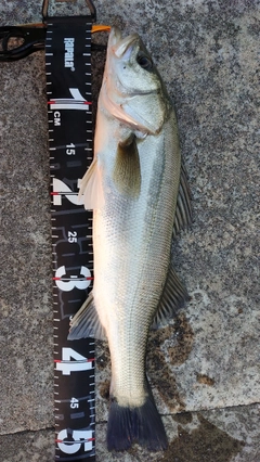 シーバスの釣果