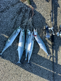 サゴシの釣果
