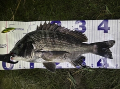 チヌの釣果