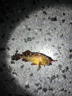 カサゴの釣果