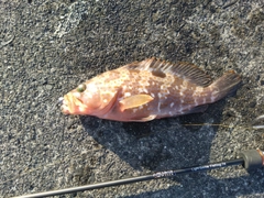 キジハタの釣果