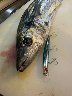 サワラの釣果