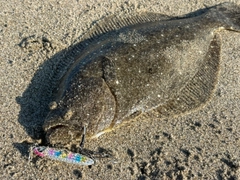ヒラメの釣果