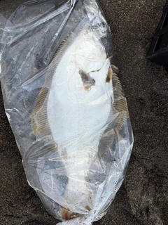 ヒラメの釣果