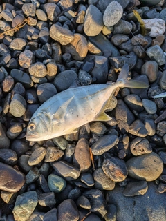 メッキの釣果