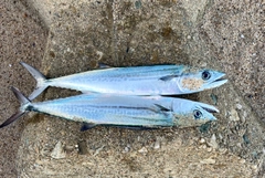 サゴシの釣果