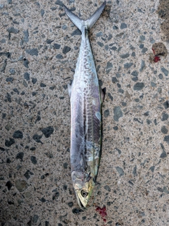 サゴシの釣果