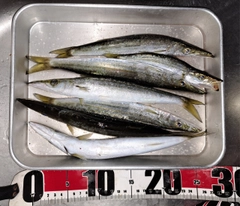 カマスの釣果