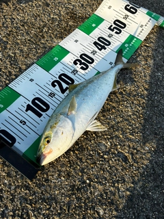 ハマチの釣果