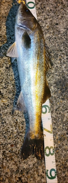 シーバスの釣果